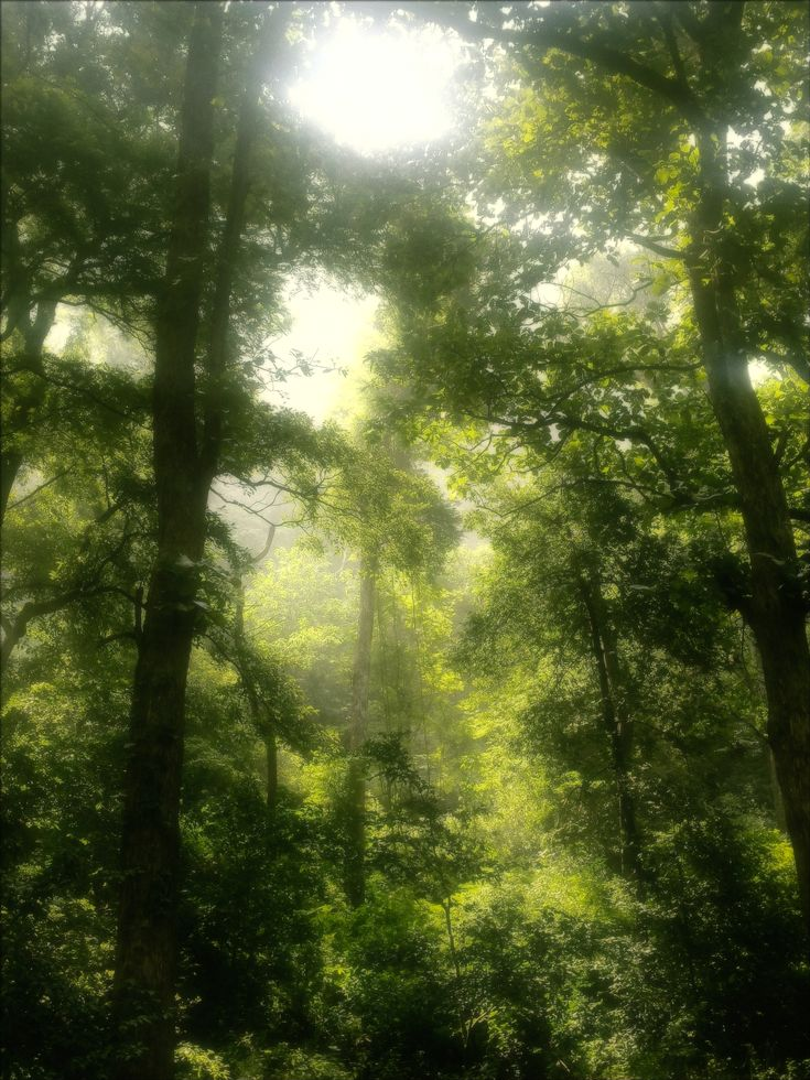 Sunlight breaking through a dense forest canopy